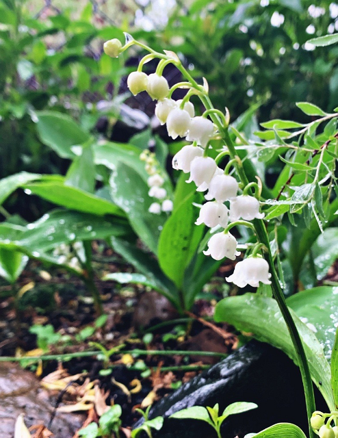 MicrosoftTeams-image (15).png